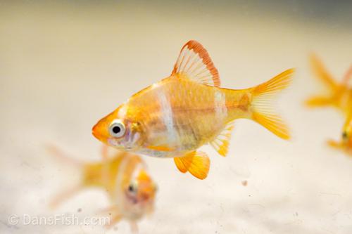 Albino Tiger Barb