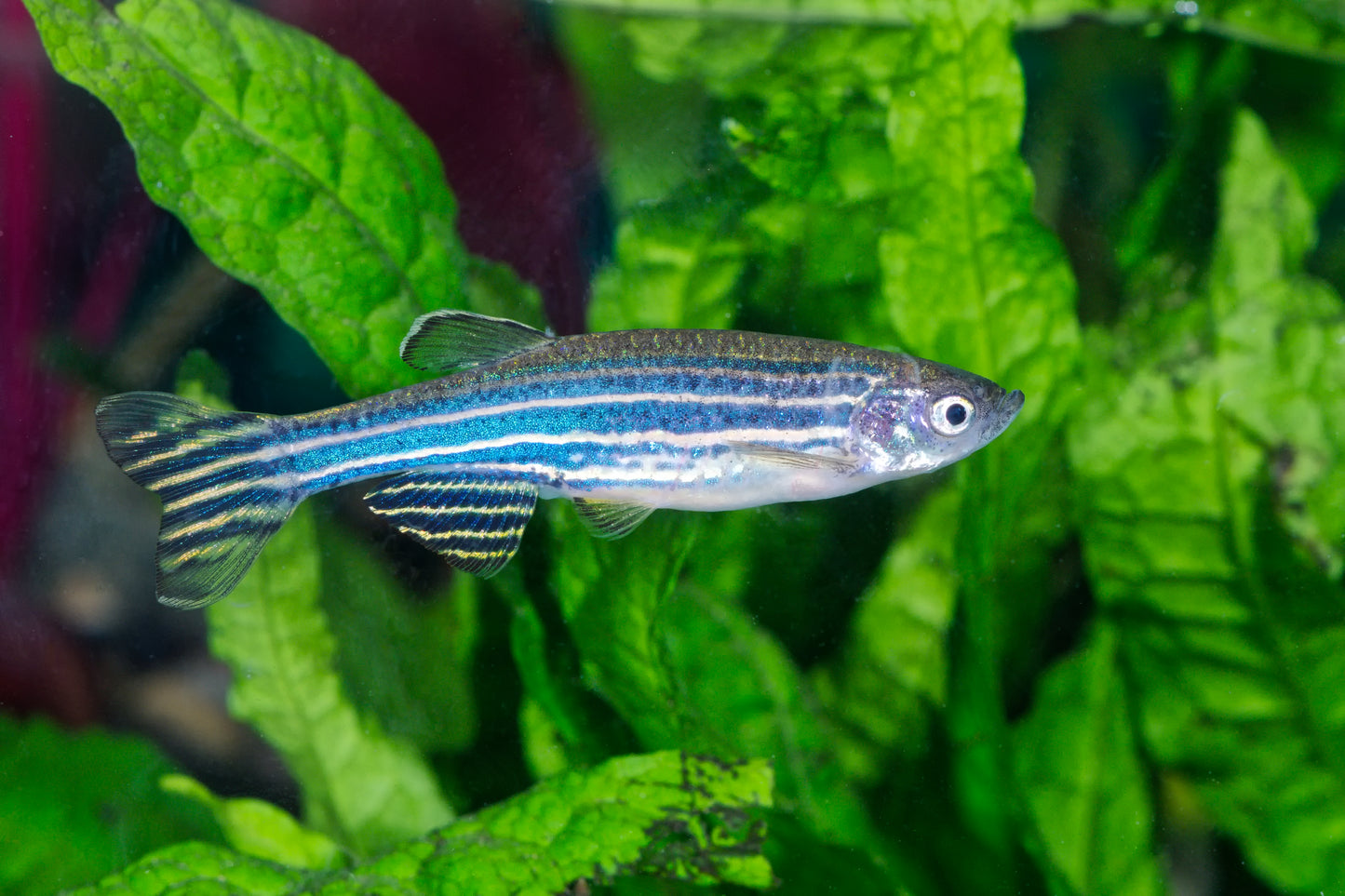 Blue Zebra Danio