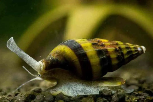 Assassin Snail