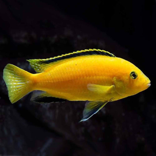 Electric Yellow Cichlid