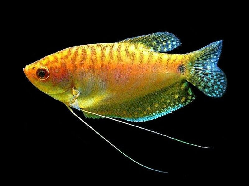 Gold Three Spot Gourami