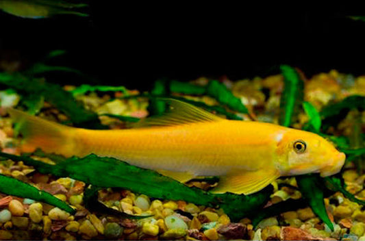 Golden Algae Eater