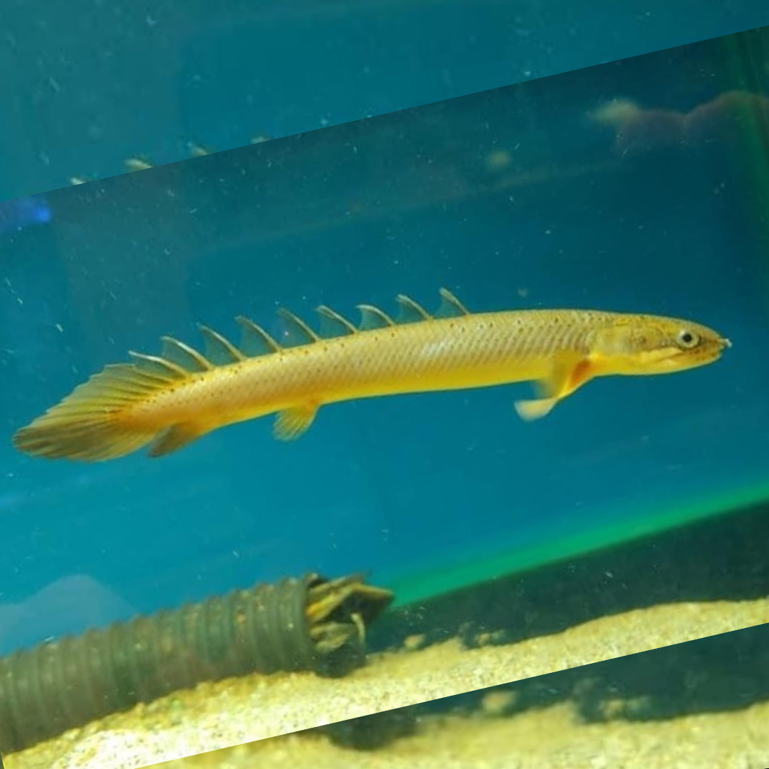 Green Senegal Bichir