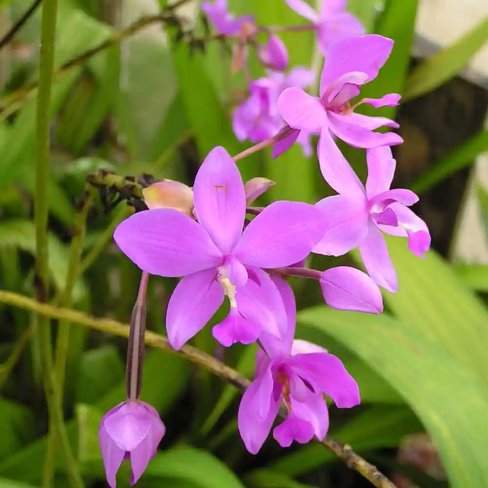 Ground Orchid