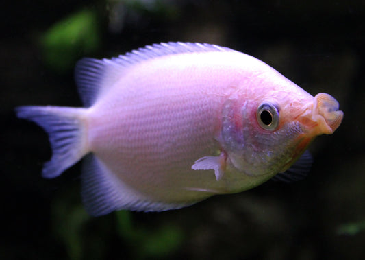 Kissing Gourami