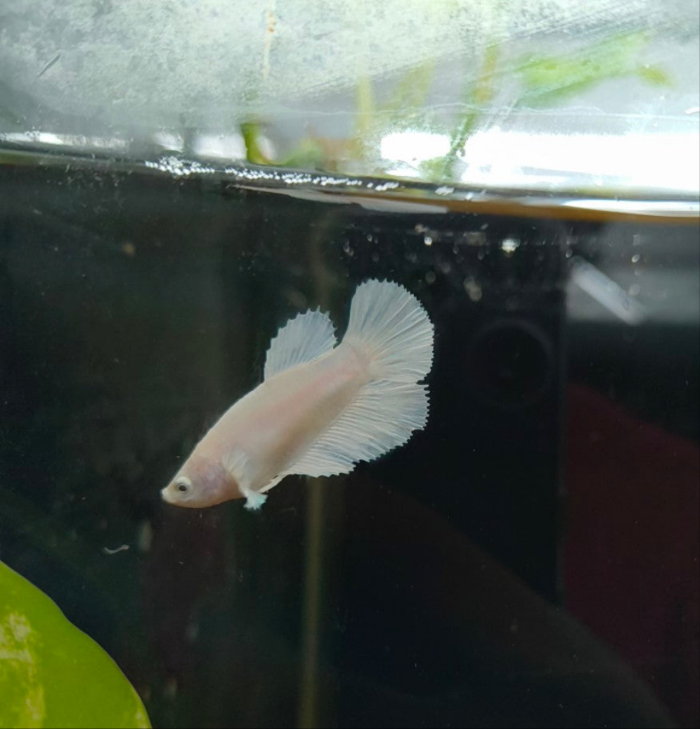 Female Betta (Mix Colours)