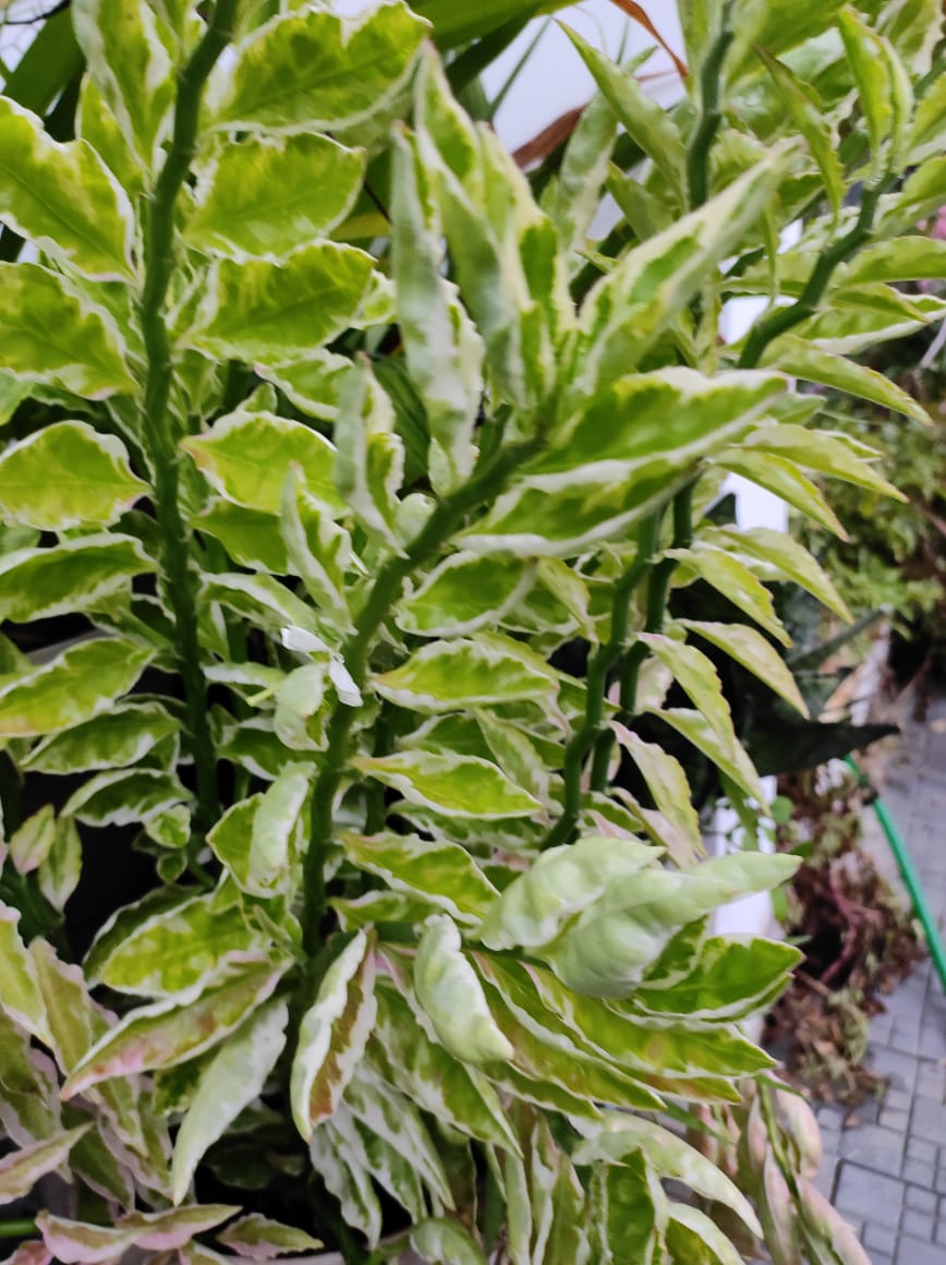 Pedilanthus tithymaloides 'Variegated'