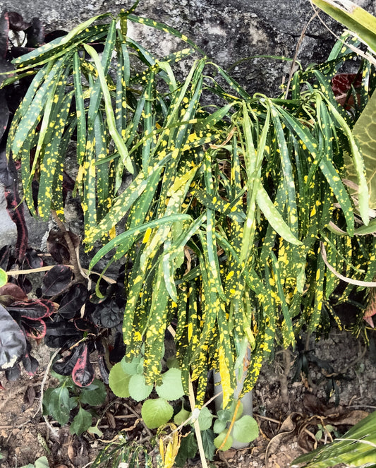 Gold Dust Croton, Thin Leaves