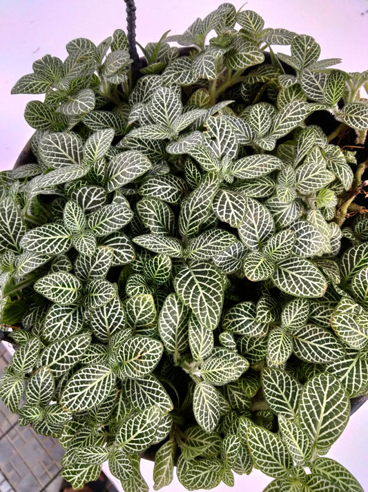 Fittonia