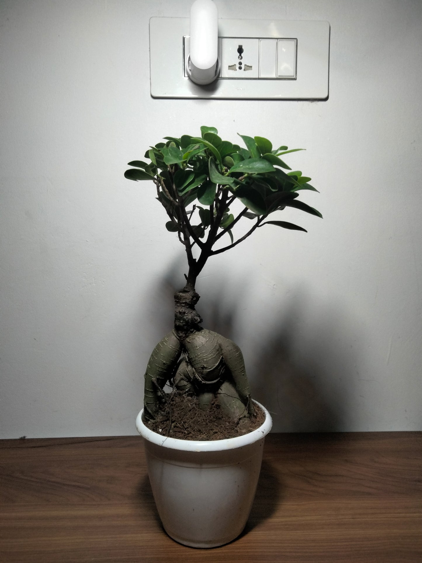 Bonsai Ficus