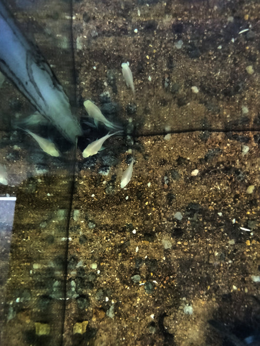 White Polar Cichlid Breeding Pair