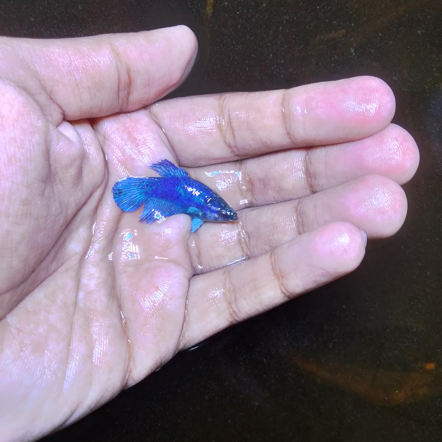 Female Betta (Mix Colours)