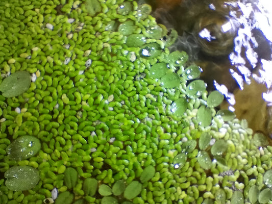 Lesser Duckweed