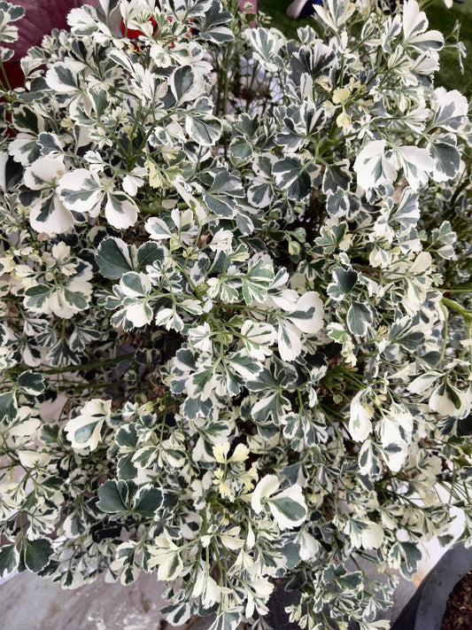 Variegated White Aralia