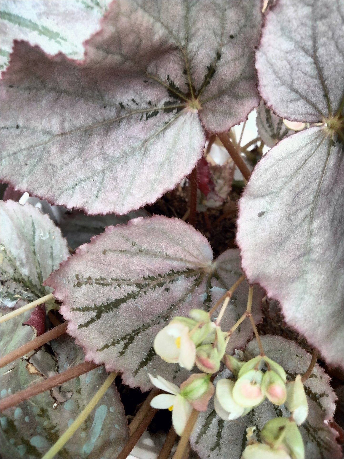 Begonia 'Martin's Mystery'