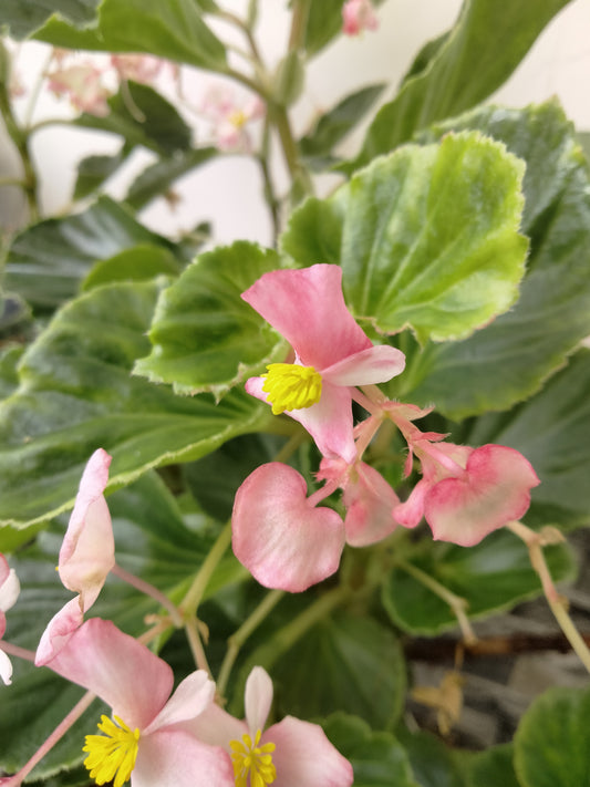 Wax Begonia