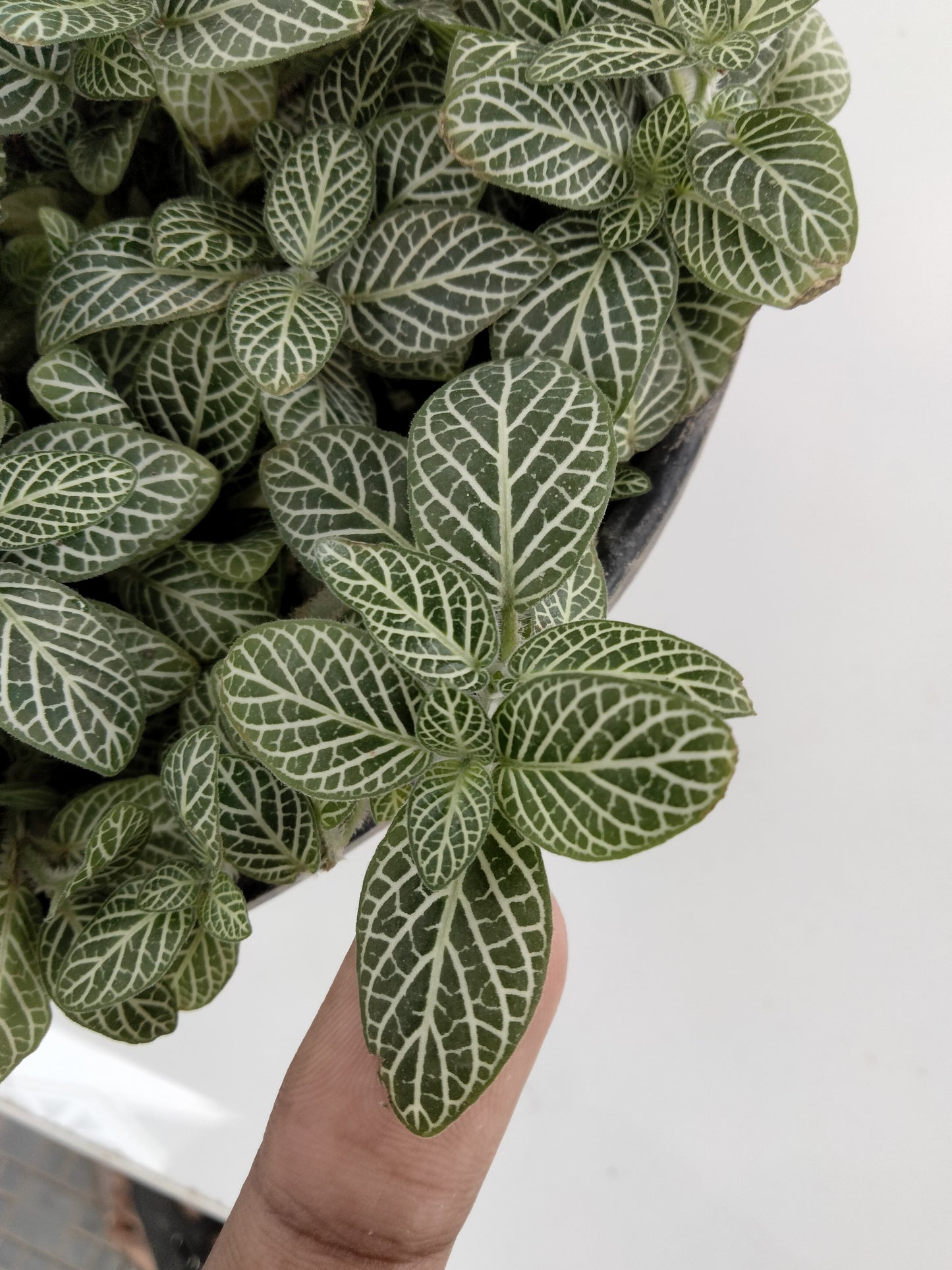 Fittonia