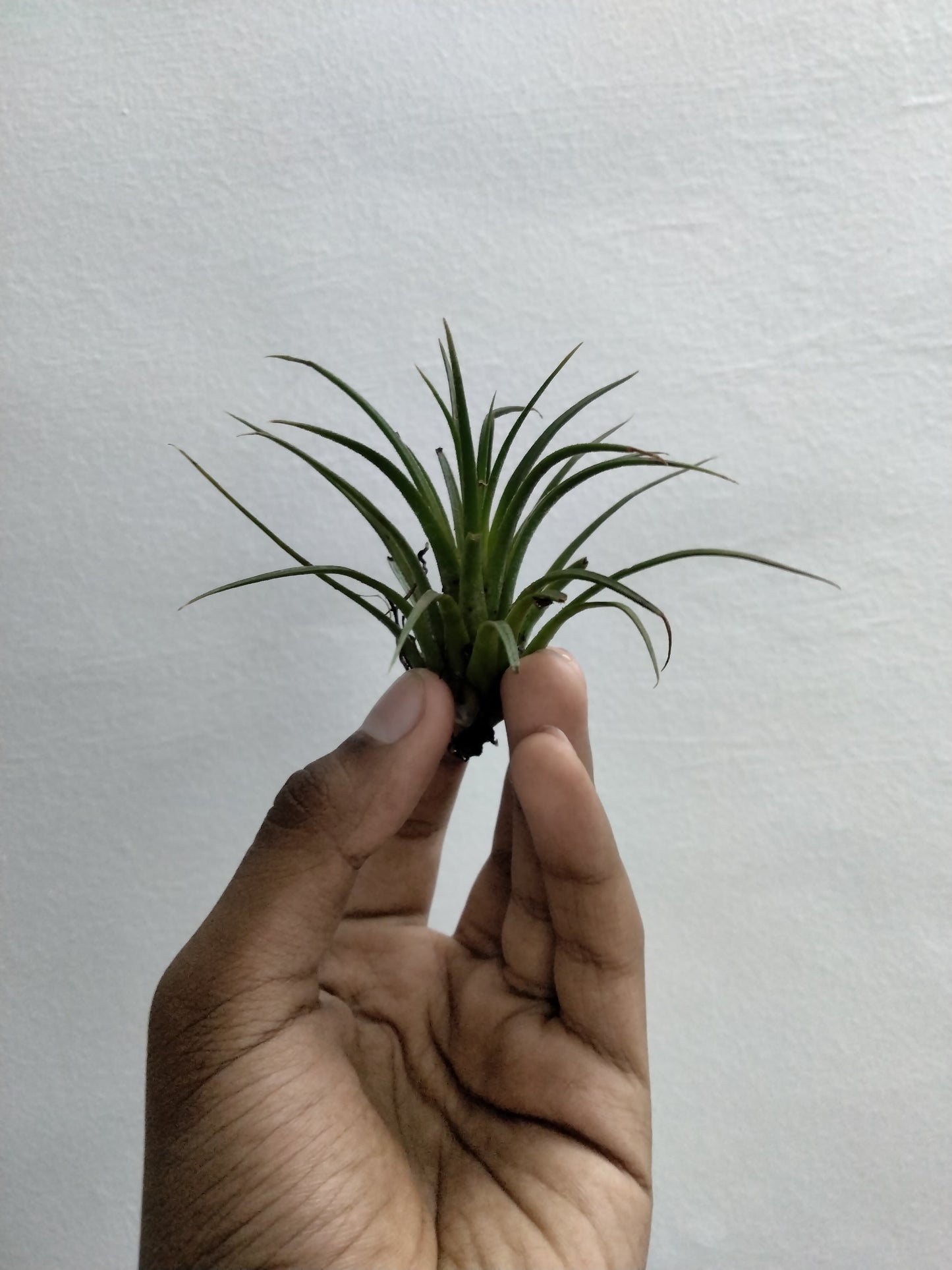 Air Plant