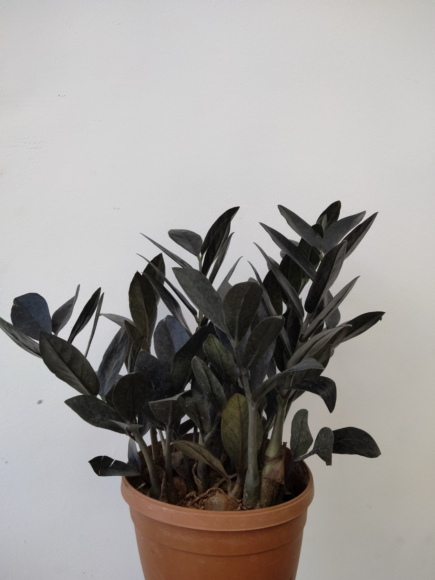 Zamia Black