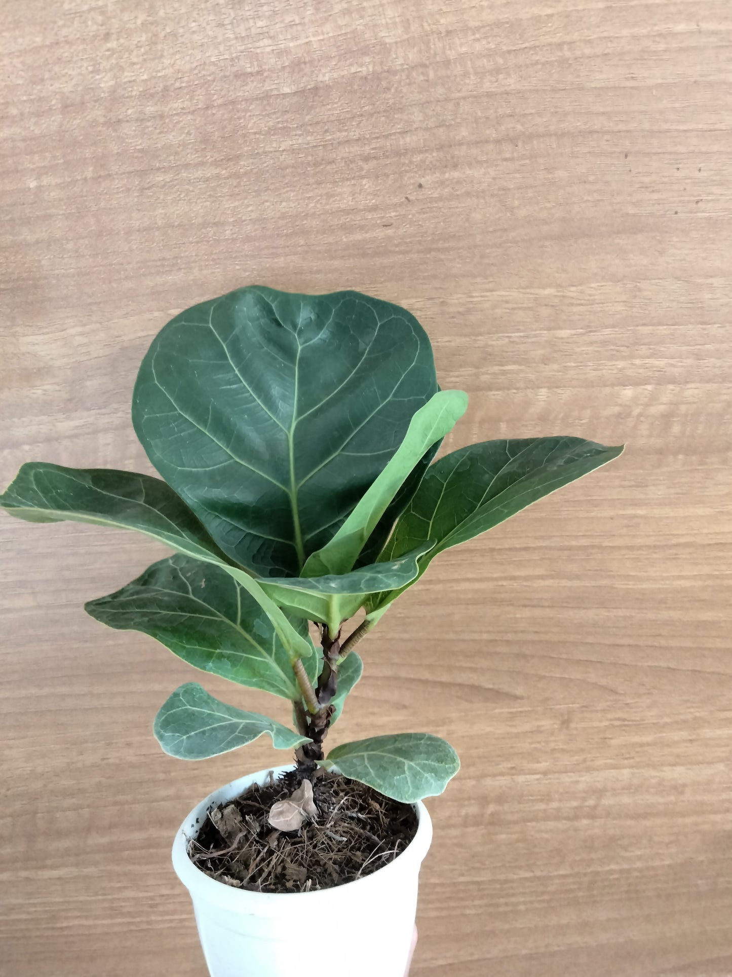 Ficus lyrata