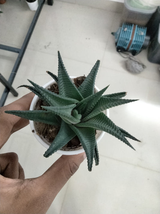 Haworthia