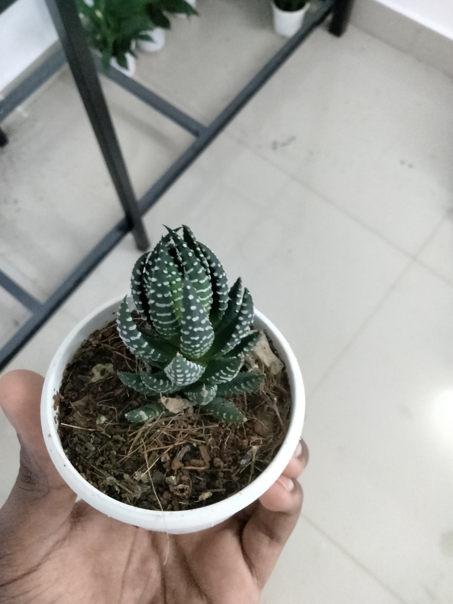 Haworthia African Pearl