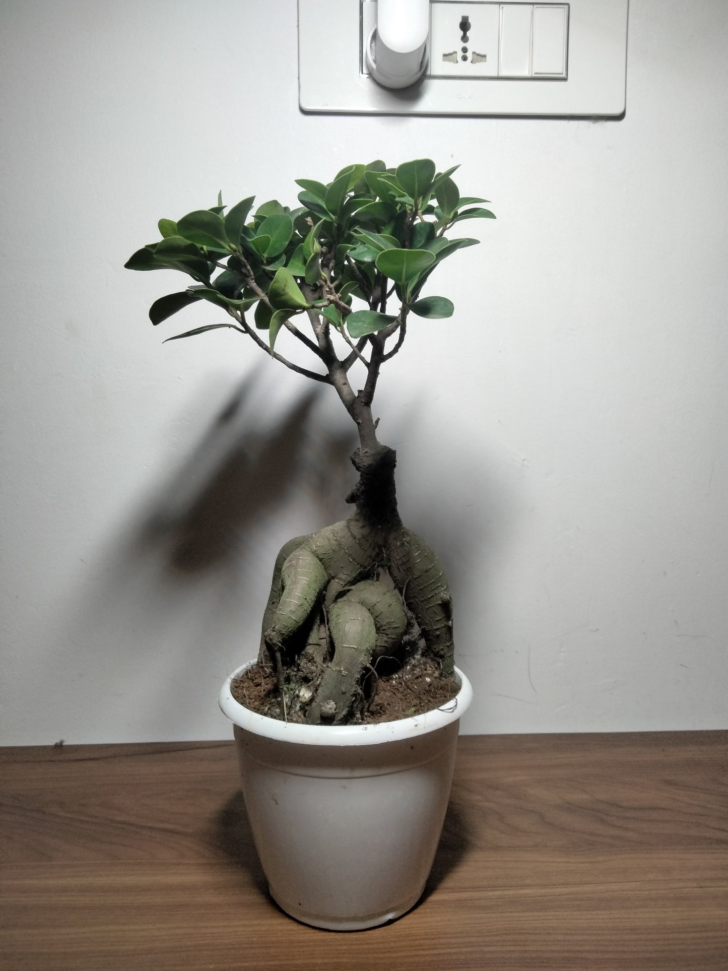 Bonsai Ficus