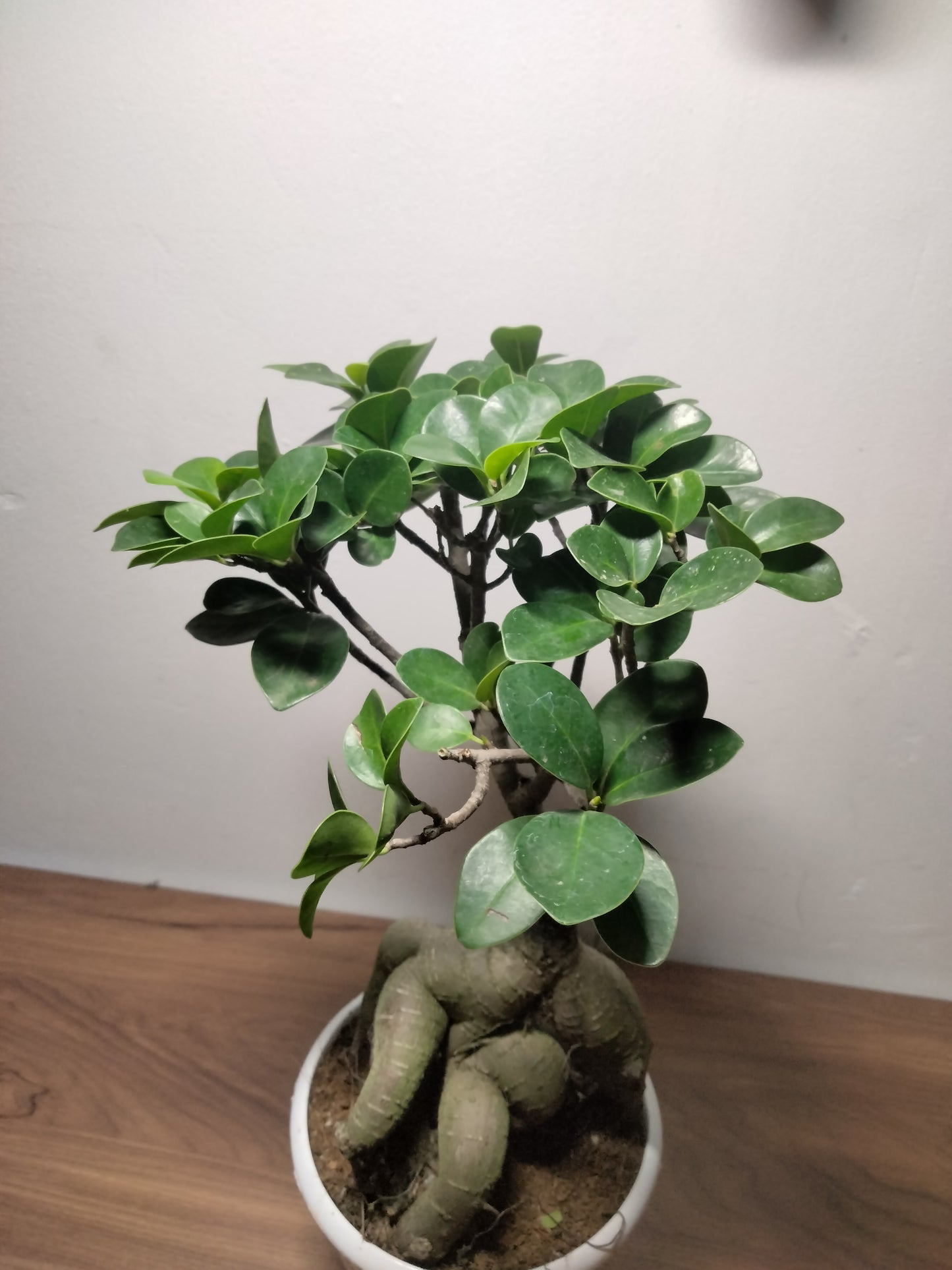 Bonsai Ficus