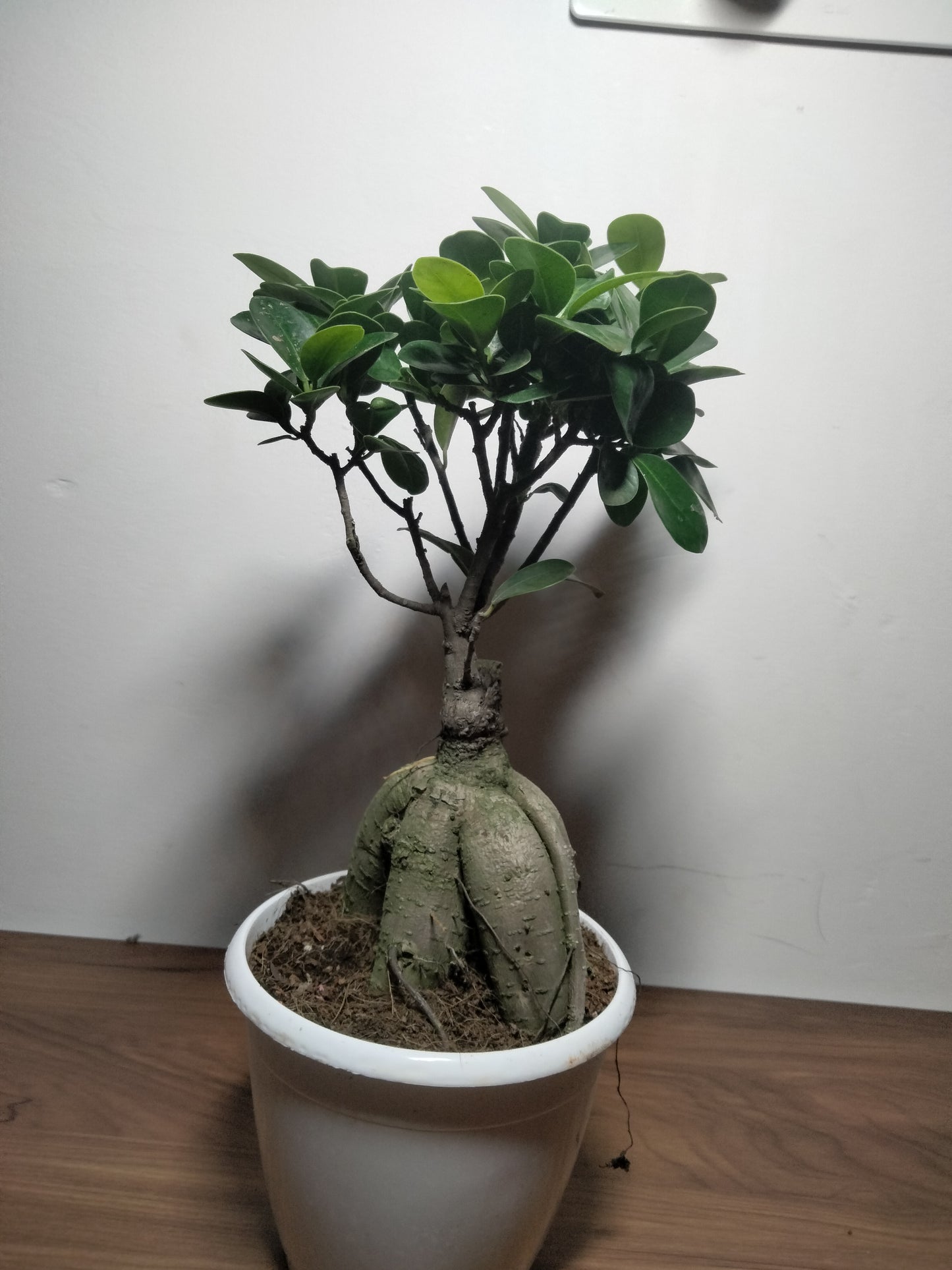 Bonsai Ficus