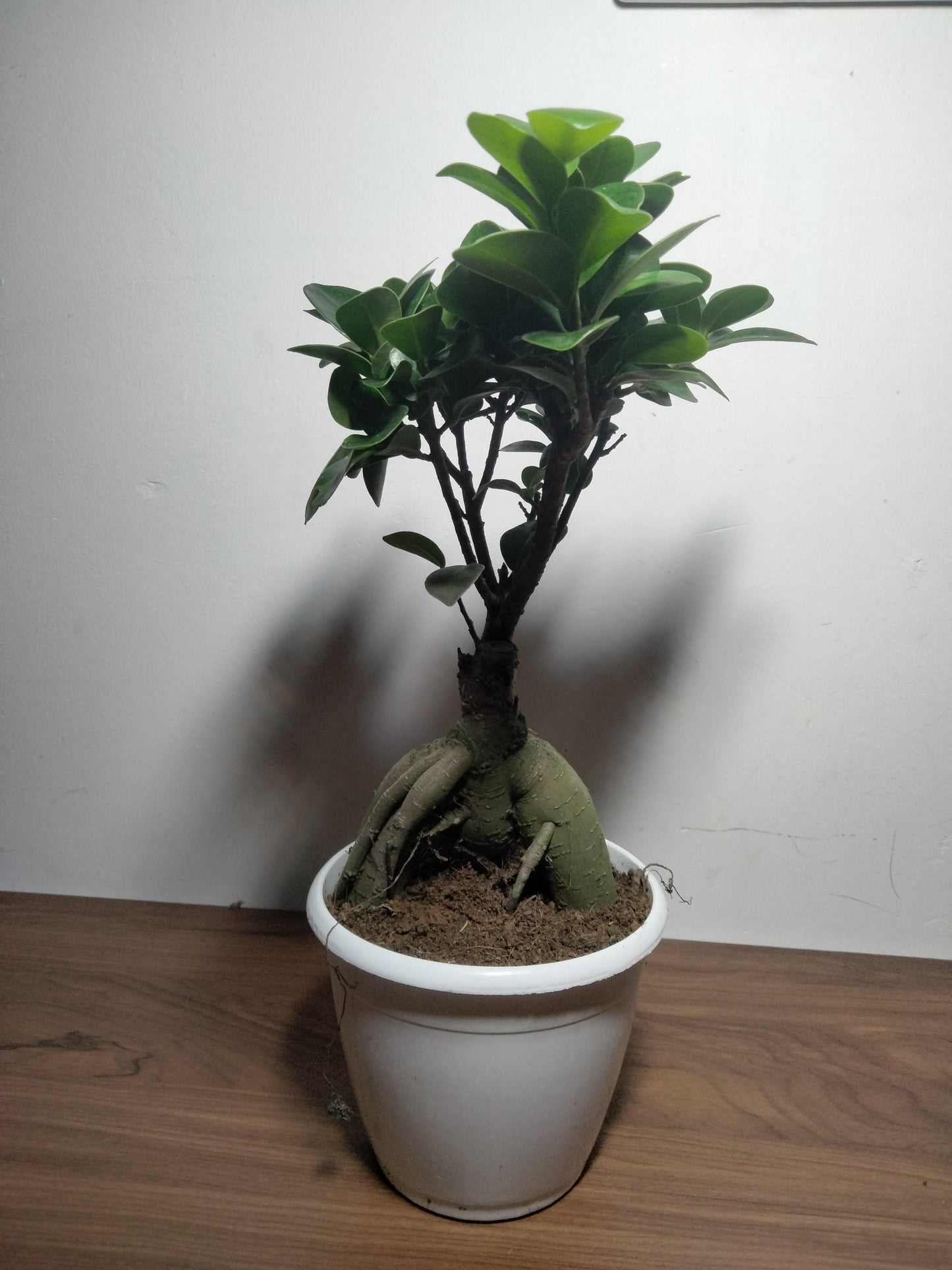 Bonsai Ficus