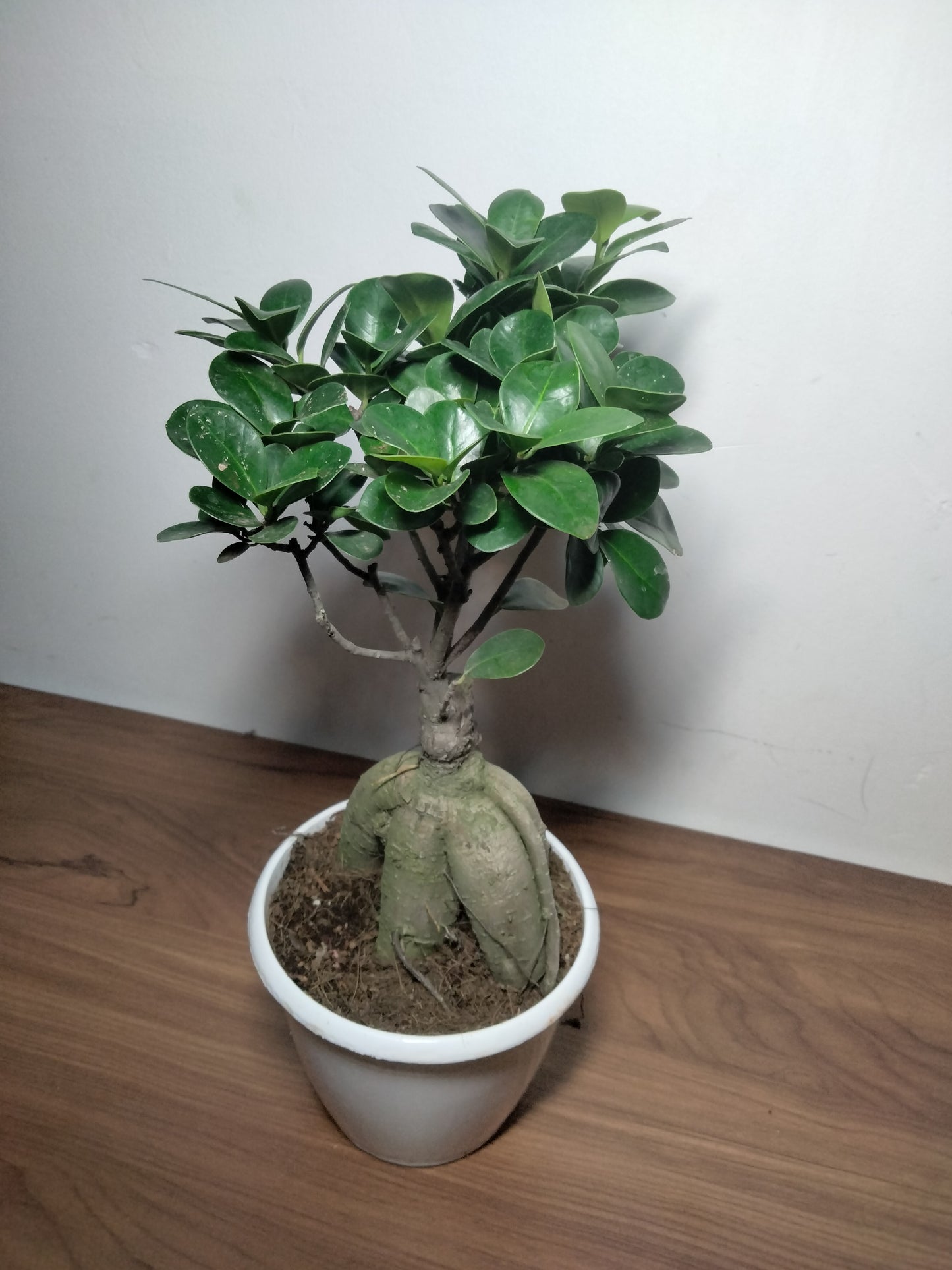 Bonsai Ficus