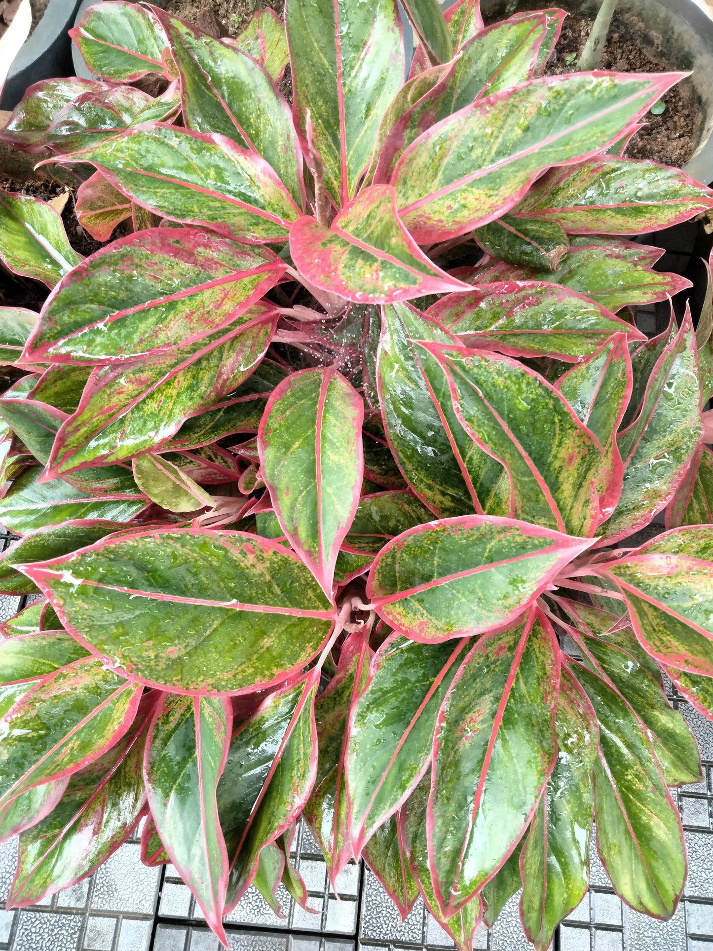 Aglaonema 'Red Lipstick'