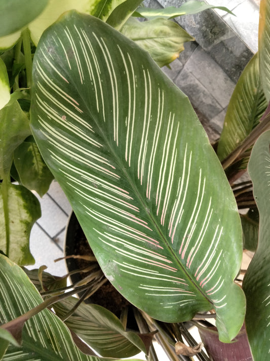 Pin-stripe Calathea