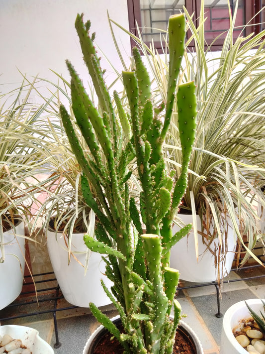 Drooping Prickly Pear Cactus