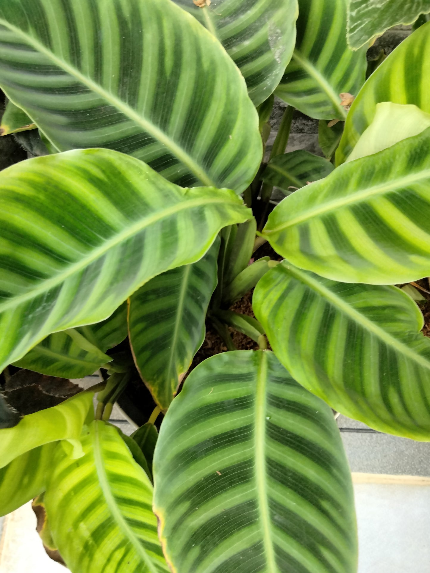 Calathea zebrina