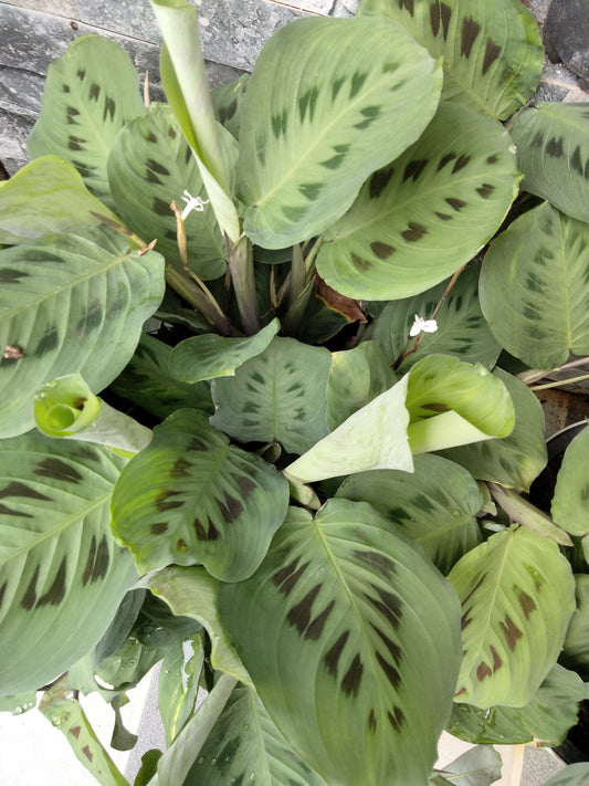 Maranta Leuconeura Kerchoveana