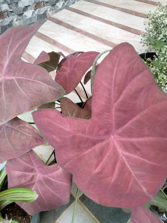 Caladium Red