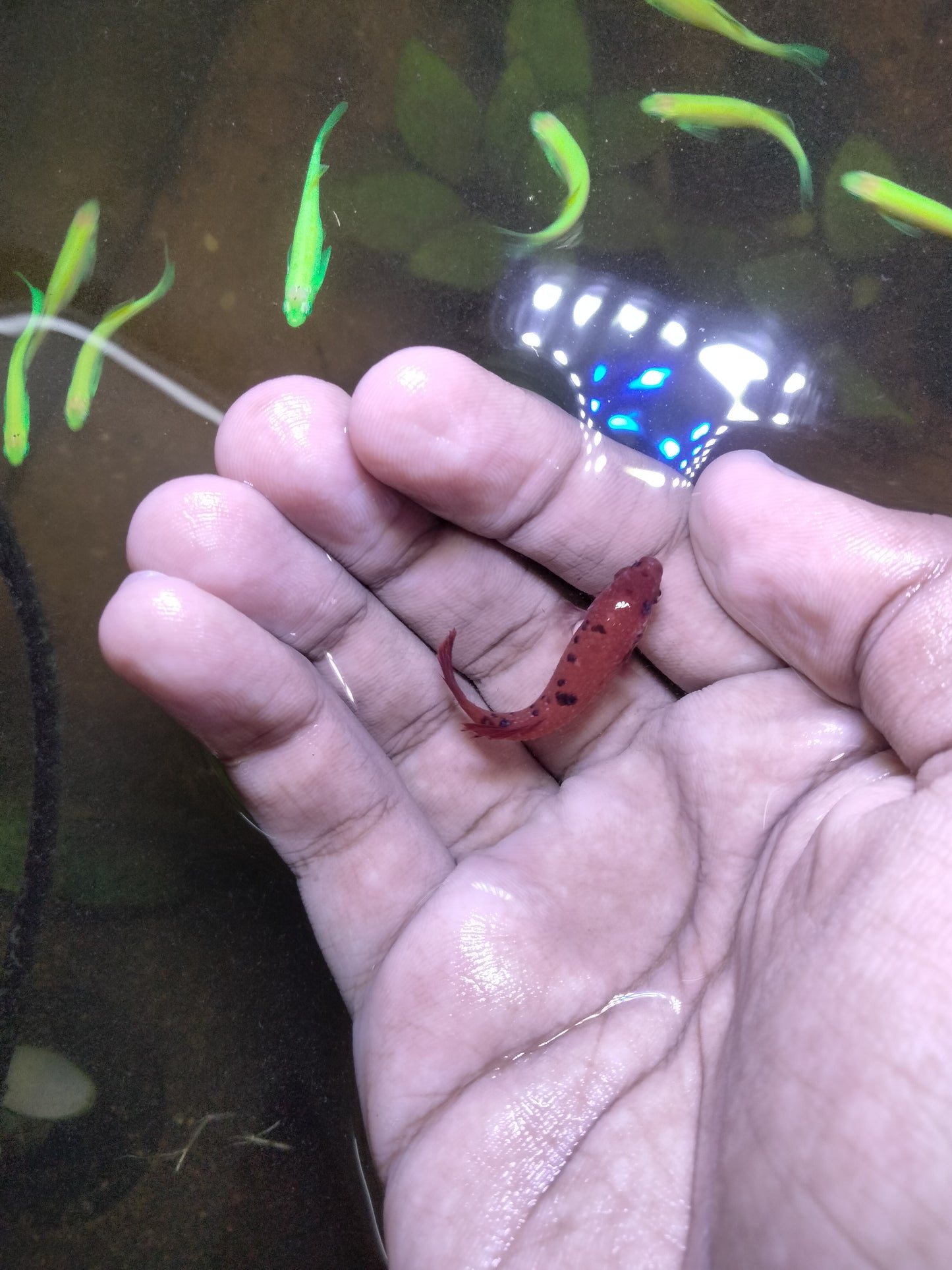 Betta Red Nemo Candy, Female