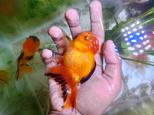 Oranda Goldfish