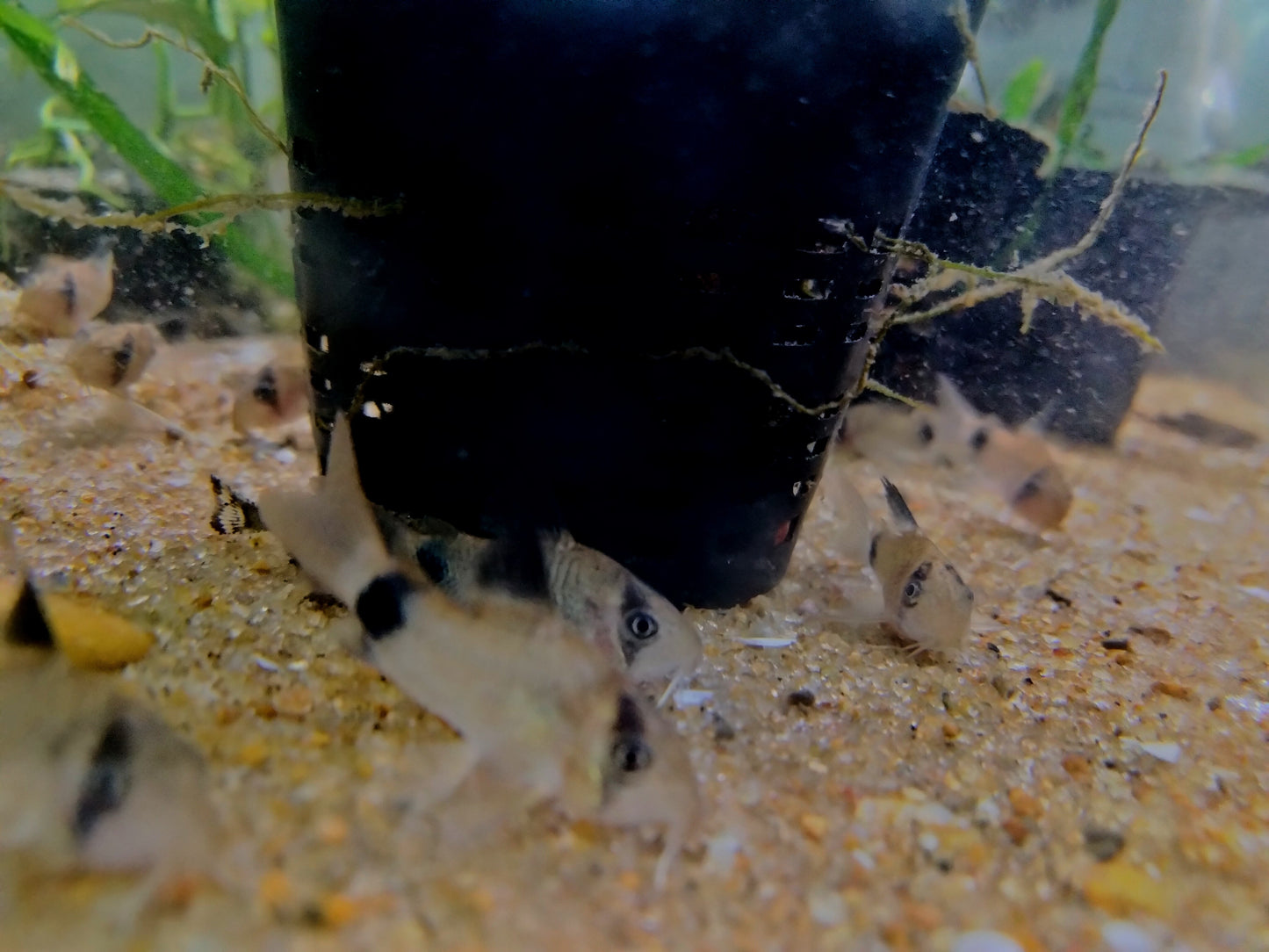 Panda Corydoras