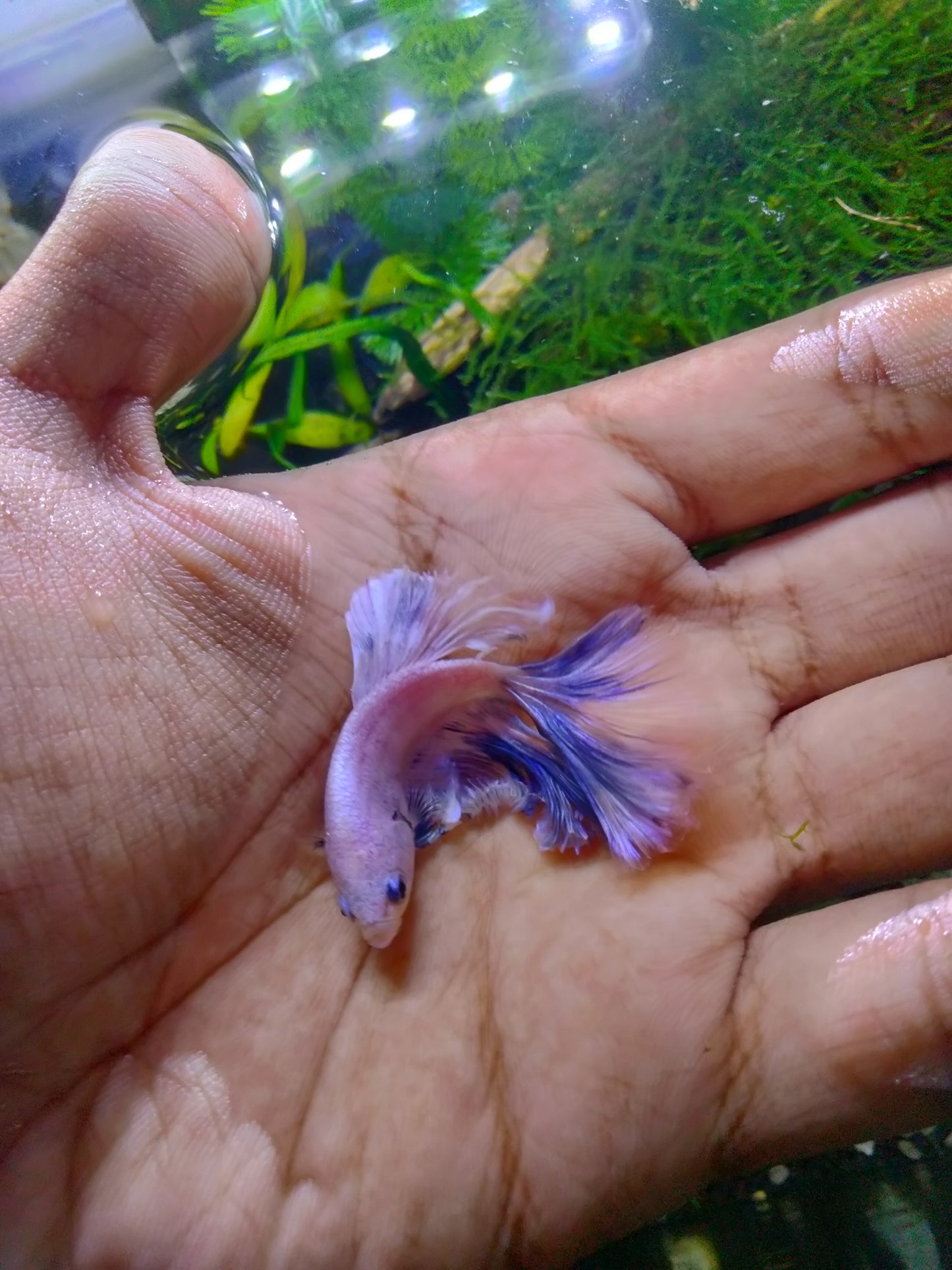 Male Betta