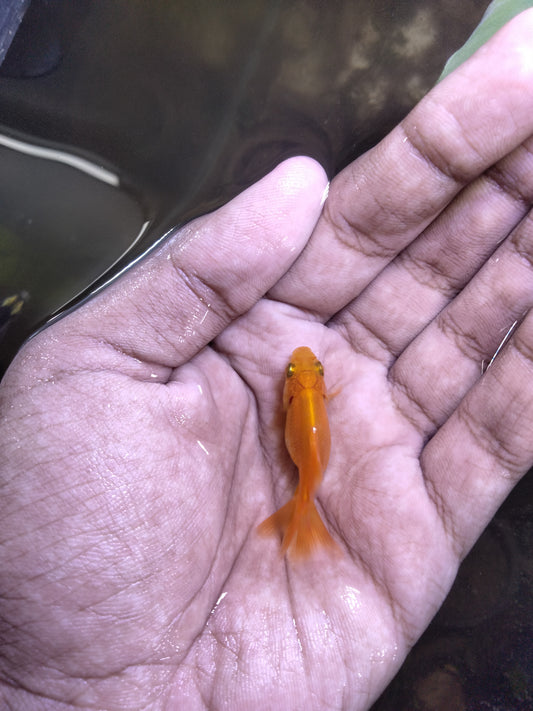 Fantail Goldfish 2 inch