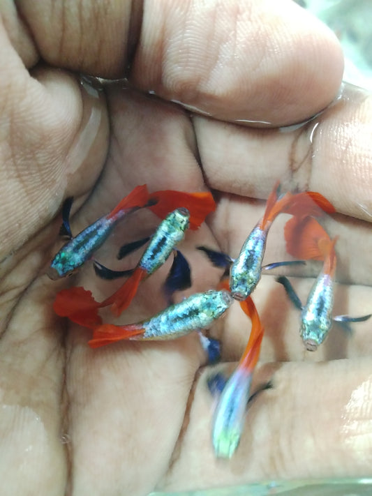 Platinum Red Tail Dumbo Ear Guppy