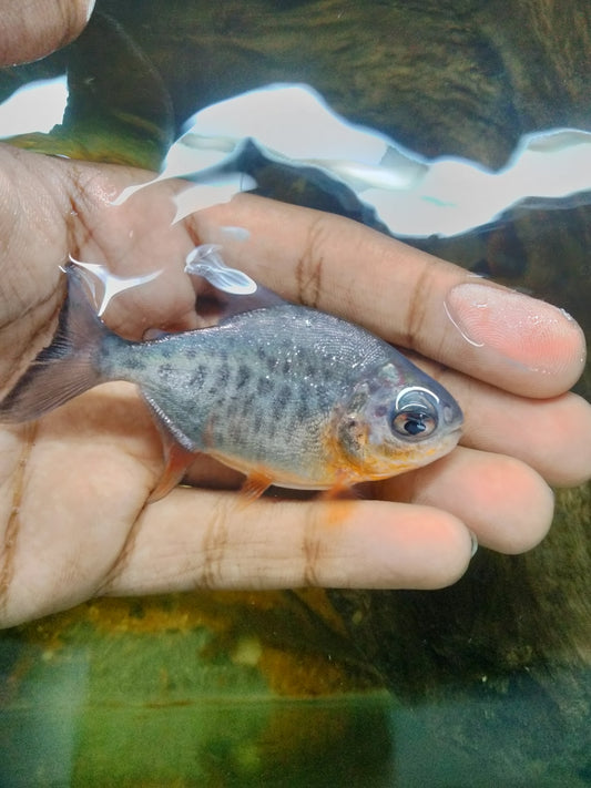 Red Bellied Pacu