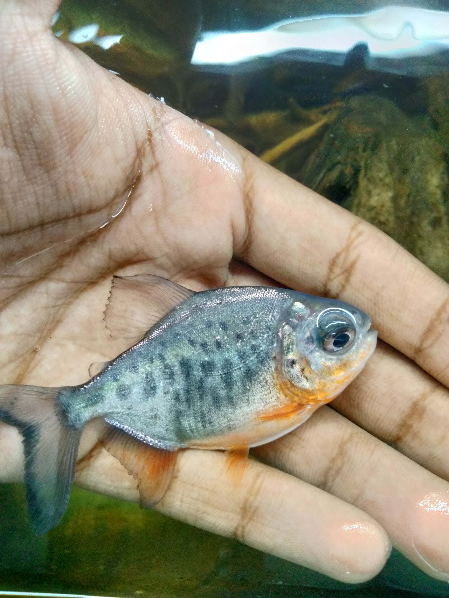 Red Bellied Pacu