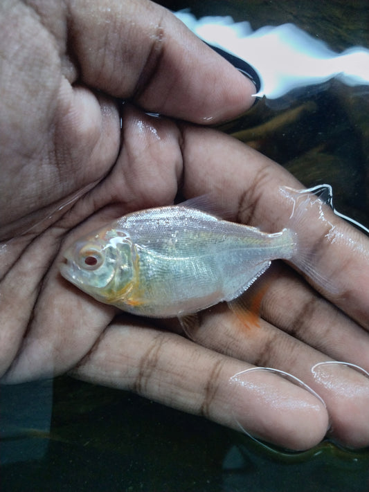 Albino Red Bellied Pacu