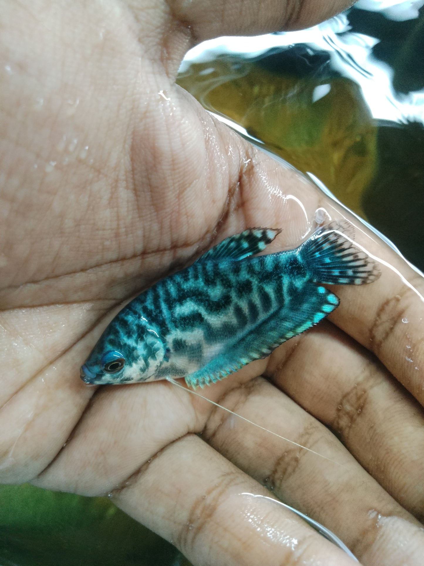 Blue Three Spot Gourami