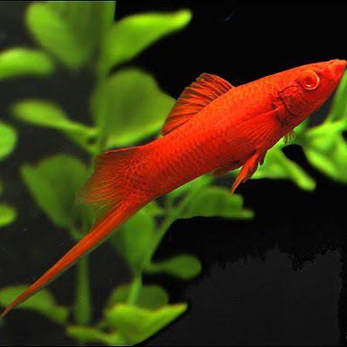 Red Swordtail