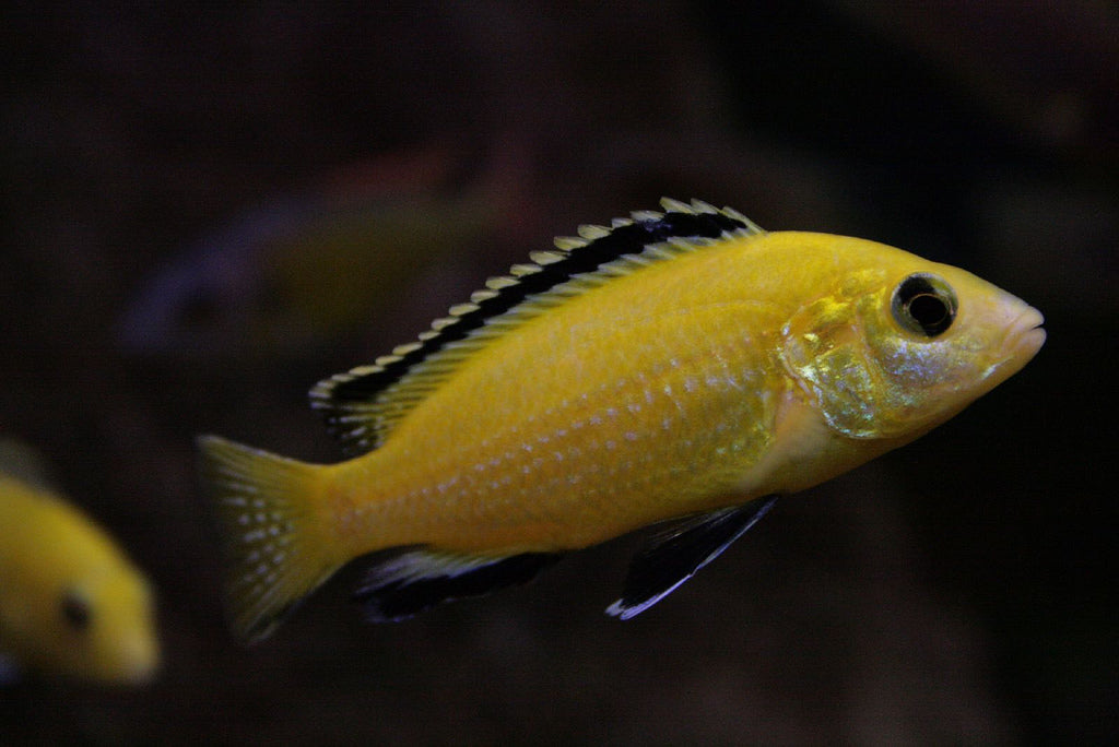 Electric Yellow Cichlid