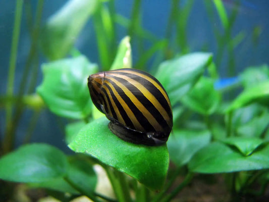 Zebra Nerite Snail